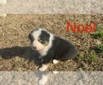 Puppy Noel Australian Shepherd