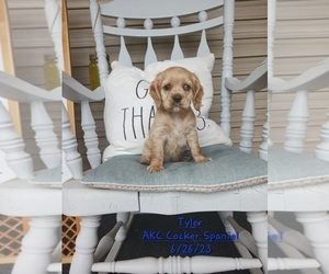 Cocker Spaniel Puppy for Sale in TOPEKA, Indiana USA