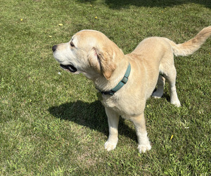 Father of the English Cream Golden Retriever puppies born on 05/07/2026