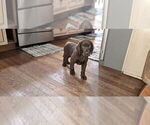 Small #3 Labrador Retriever
