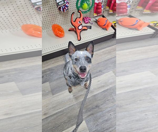 Medium Photo #8 Mutt Puppy For Sale in Highland, IL, USA