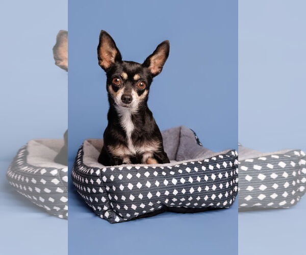 Medium Photo #1 Chihuahua-Unknown Mix Puppy For Sale in McKinney, TX, USA