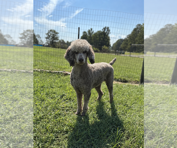 Medium Photo #1 Poodle (Standard) Puppy For Sale in Pacolet, SC, USA