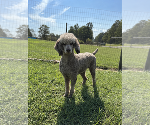 Amyla Sep 26 - Female Poodle (Standard) Dog for Adoption