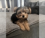 Small Photo #4 Yorkshire Terrier Puppy For Sale in TWENTYNINE PALMS, CA, USA