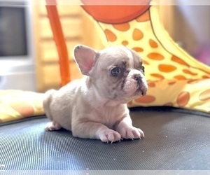 French Bulldog Puppy for sale in LAS VEGAS, NV, USA