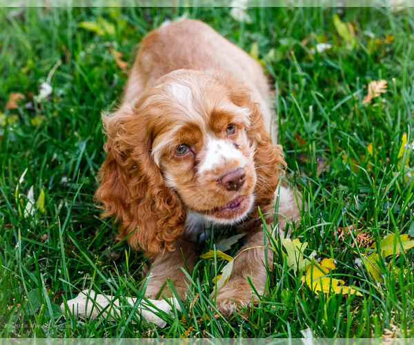 Medium Photo #3 Cocker Spaniel Puppy For Sale in WAKARUSA, IN, USA