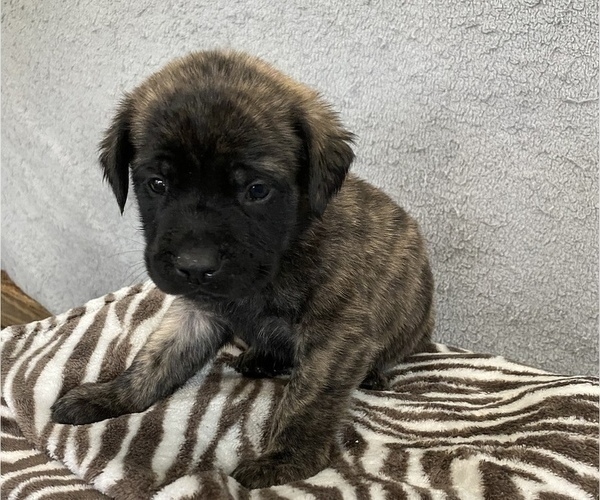 Medium Photo #5 Mastiff Puppy For Sale in BRUCETON MILLS, WV, USA