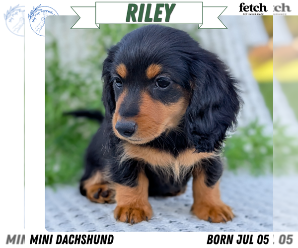 Medium Photo #1 Dachshund Puppy For Sale in GOSHEN, IN, USA