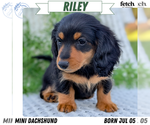 Puppy Riley Dachshund