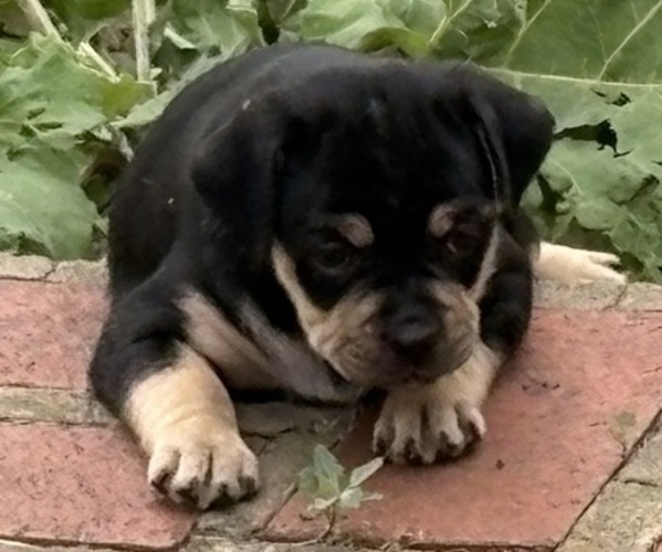 Medium Photo #12 Carlin Pinscher Puppy For Sale in COBB, WI, USA