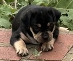 Small Photo #12 Carlin Pinscher Puppy For Sale in COBB, WI, USA