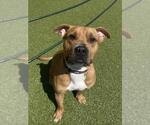 Small #1 American Pit Bull Terrier