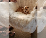 Small Photo #13 English Bulldog Puppy For Sale in ALBUQUERQUE, NM, USA