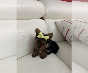 Yorkshire Terrier Puppy for sale in CLEWISTON, FL, USA