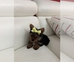 Image preview for Ad Listing. Nickname: Molly