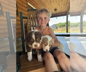 Australian Shepherd Puppy for sale in ARTEMAS, PA, USA