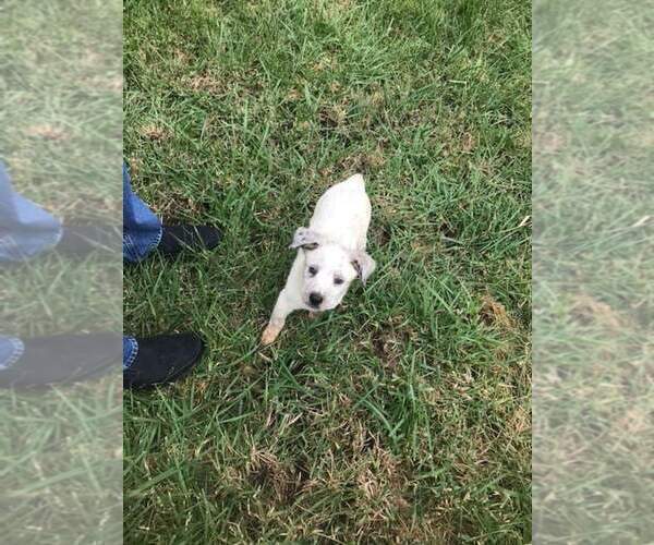 Medium Photo #2 Texas Heeler Puppy For Sale in PAOLA, KS, USA
