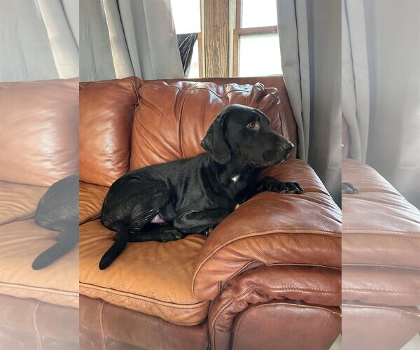 Medium Photo #2 Labrador Retriever-Unknown Mix Puppy For Sale in Columbus, IN, USA