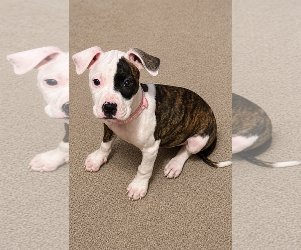 Medium Photo #3 American Pit Bull Terrier-Unknown Mix Puppy For Sale in Belleville, MI, USA