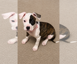 Small #2 American Pit Bull Terrier Mix