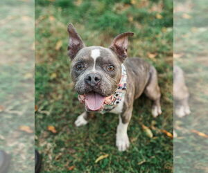 American Staffordshire Terrier-Unknown Mix Dogs for adoption in Columbus, IN, USA