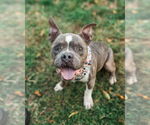 Small American Staffordshire Terrier Mix