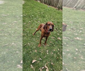 Mother of the Redbone Coonhound puppies born on 06/17/2025
