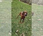 Small Photo #1 Redbone Coonhound Puppy For Sale in DENVER, PA, USA