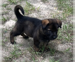 German Shepherd Dog Puppy for sale in PURVIS, MS, USA