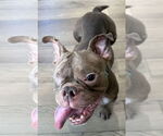 Small #3 Free-Lance Bulldog