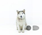 Small #5 Siberian Husky