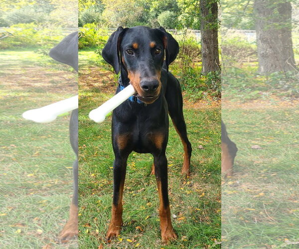 Medium Photo #4 Doberman Pinscher Puppy For Sale in Minneaoplis, MN, USA