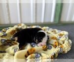 Small #5 Bulldog