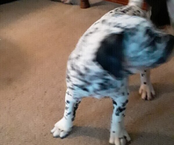 Medium Photo #6 American Bulldog-Bullmatian Mix Puppy For Sale in PIGEON, MI, USA