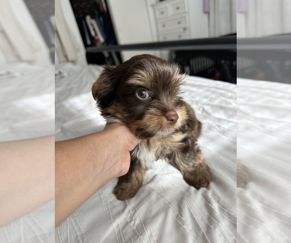 Medium Photo #11 Yorkshire Terrier Puppy For Sale in WEST HARTFORD, CT, USA
