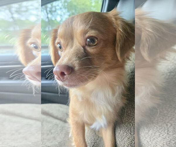 Medium Photo #9 Chihuahua-Spaniel Mix Puppy For Sale in Milwaukie, OR, USA