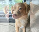 Small #8 Chihuahua-Spaniel Mix