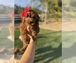 Puppy Puppy 2 Goldendoodle (Miniature)
