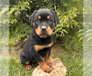 Rottweiler Puppy for sale in MIDDLEBURY, IN, USA