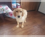 Small #8 Golden Retriever