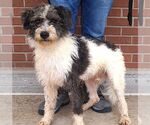 Small #2 Portuguese Water Dog Mix