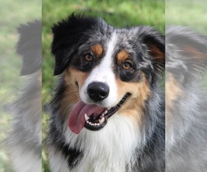 Father of the Miniature Australian Shepherd puppies born on 09/09/2022