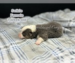 Puppy Selkie Pembroke Welsh Corgi