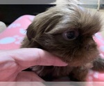 Small Photo #5 Shih Tzu Puppy For Sale in RICHFIELD, NC, USA
