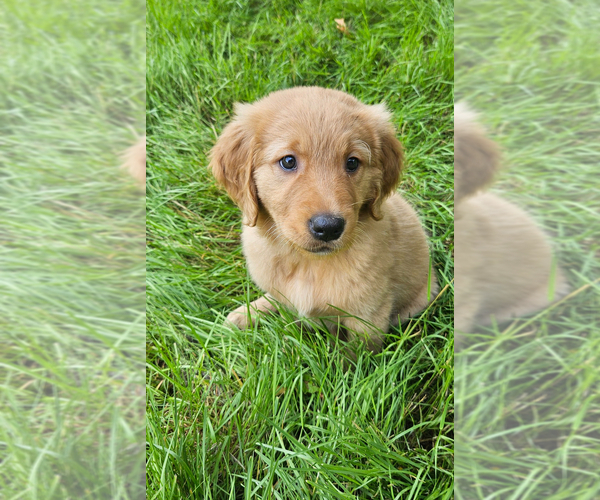 Medium Photo #21 Golden Retriever Puppy For Sale in BATTLE GROUND, WA, USA