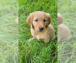 Small Photo #21 Golden Retriever Puppy For Sale in BATTLE GROUND, WA, USA
