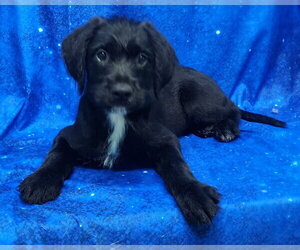 Labrador Retriever-Unknown Mix Dogs for adoption in Wetumpka, AL, USA