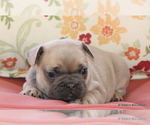 Small #3 French Bulldog