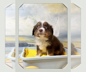 Medium Miniature Australian Shepherd